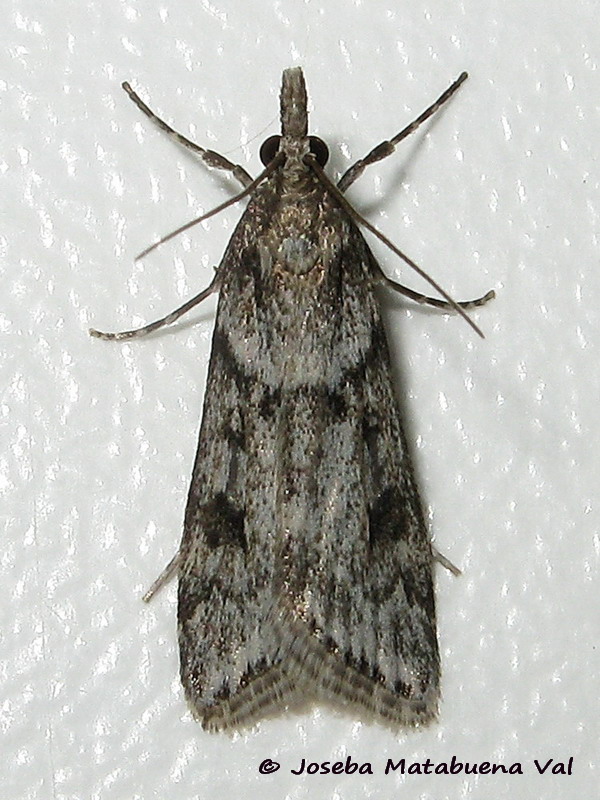 Eudonia angustea - Crambidae